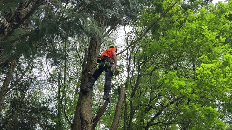 How Our Tree Care Process Works  in Ben Lomond, CA